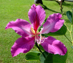 10 Seeds Orchid Tree Bauhinia Variegata - £15.78 GBP