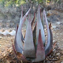 5 ALOE kaokoensis Succulent Flower Seeds for Garden - $22.00