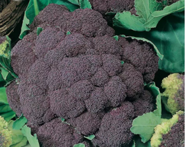 Italian Black Cauliflower Di Sicilia Violetto Vegetables, 100 seeds - $9.64