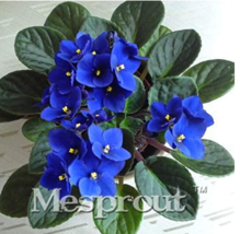 100 pcs Beautiful Plant Bonsai Flower Bonsai African Red Purple Mini Blue Violet - £7.00 GBP