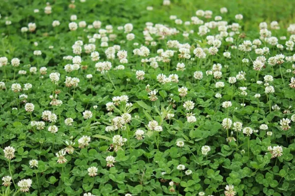 Dutch White Clover Seed-500+ Seeds-Great From Food Plot, Cover Crop, Pasture Usa - £15.95 GBP