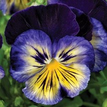  30+ Pansy Karma Blue Flower Seeds / Fragrant Perennial - £11.68 GBP