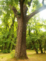 USA Black Locust Flowering Tree White False Acacia 25 Seeds - £8.78 GBP