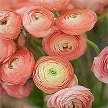 Hot Sale Hot 100Pcs Ranunculus Asiaticus Flower Bonsai Plants Persian Buttercup  - $20.00