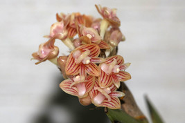 DENDROBIUM DISTICHUM SMALL ORCHID MOUNTED - £41.67 GBP