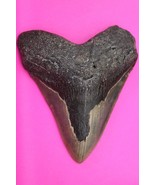 Authentic Megadolon Shark Tooth 4.87 Inches 226 Grams Fossil Dino Girl C... - $201.59 CAD