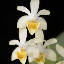 Phalaenopsis Malipoensis Miniature Orchid Mounted - £38.53 GBP