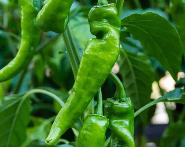 Anaheim Hot Chili Pepper Seeds Organic Pepper Seeds Seeds Hot Peppers Fr... - $2.98