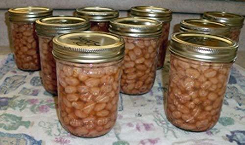 Bean, October Bush Beans, Heirloom, 500+ Seeds, Colorful N Tasty, Non-GMO, Count