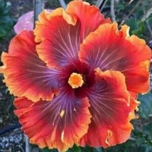 Grow In US 20 Red Purple Orange Hibiscus Seeds Flowers Flower Seed Perennial - £8.86 GBP