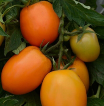25 Pc Seeds Paste Tomato Vegetable, Tomato Sunrise Sauce Seeds for Planting | RK - £24.77 GBP