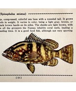 Nassau Grouper 1939 Salt Water Fish Gordon Ertz Color Plate Print Antiqu... - $552.13 MXN