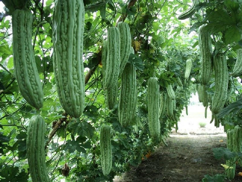 Thai Ridged Luffa, loofah, sponge, chinese okra, 5 seeds, LUFFA AEGYPTIA... - $2.45