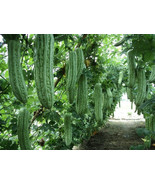 Thai Ridged Luffa, loofah, sponge, chinese okra, 5 seeds, LUFFA AEGYPTIA... - $45.73 MXN