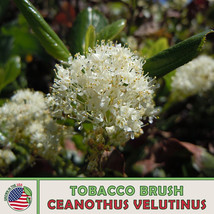 10 Tobacco Brush Seeds, Ceanothus velutinus, Snowbrush Ceanothus, Native... - $124.42 MXN