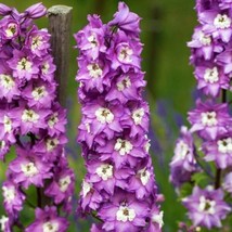 50 Lilac Rocket Delphinium Seeds Perennial Flower Garden Seed Flowers 788 USA - $7.72