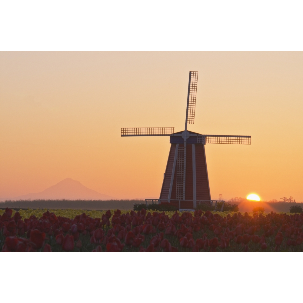 Woodburn Oregon United States of America - Wooden Shoe Tulip Farm At Sun... - $114.64
