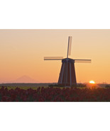Woodburn Oregon United States of America - Wooden Shoe Tulip Farm At Sun... - €98,35 EUR