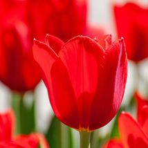 12 Live Plant SCARLET RED Triumph Tulip Flower, Outdoor Plant, Flower Plant - £36.27 GBP