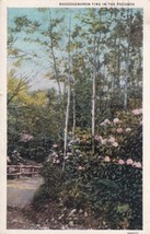 Rhododendron Time Poconos Pennsylvania PA 1934 Stroudsburg Postcard C05 - $2.99