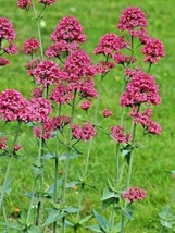 Red Valerian 105 Seeds Centranthus Ruber Jupiters Beard Kiss Me Quick Pink Fresh - £10.22 GBP