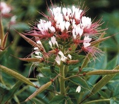 100 Red White Spider Seeds Clome Spinosa Perennial Fresh Gardening - $8.98