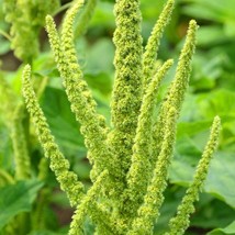 New Fresh Seeds 200 Green Thumb Amaranthus Hypochondriacus Flower Seeds Amaranth - $14.90