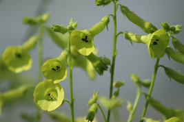 200+ NICOTIANA LIME GREEN Flower Seeds (Nicotiana Alata) - Attracts Humm... - £6.92 GBP