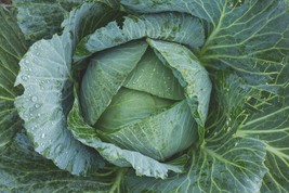 Late Flat Dutch Cabbage Seeds Cabbage Wraps Fresh Fast Shipping - $3.78