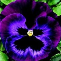 30 Pansy Karma Violet With Face Annual Flower Seeds US Seller Fast Shipping - £7.60 GBP