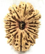 Super Collector 15 Mukhi Rudraksha - Nepal - Lab Certified - €773,97 EUR