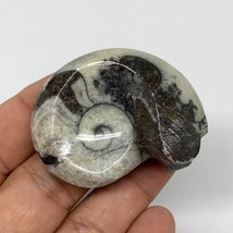 37.2g, 1.8&quot;x1.4&quot;x0.9&quot;, Goniatite Ammonite Polished Mineral from Morocco, F2001 - £9.59 GBP