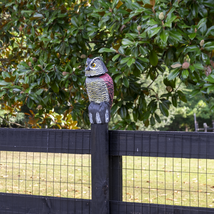 4K Streaming 4G Owl - $269.00