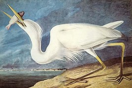 Great White Heron 20 x 30 Poster - $25.98