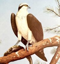Osprey Art Print Color Plate Birds Of Prey Vintage Nature 1979 DWT11A - $34.99