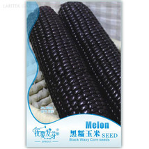 Fresh Seeds Black Sweet Waxy Corn Fruits Pack 12 Seeds Organic Vegetable... - £10.80 GBP