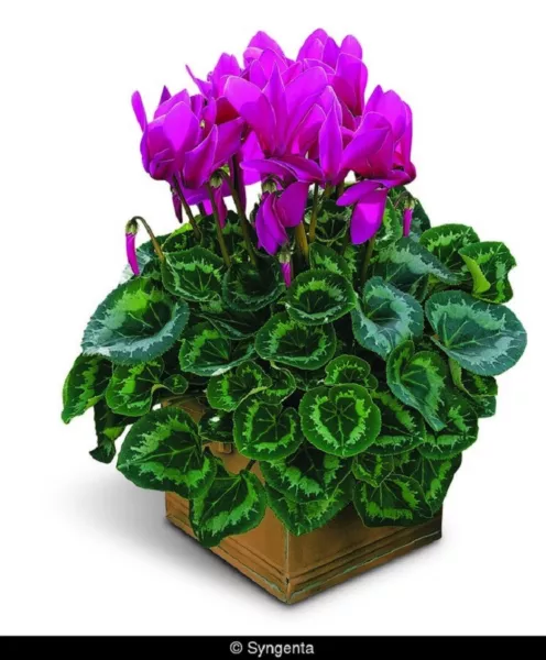 15 Cyclamen Seeds Synchro Sierra Purple Fresh Garden - £13.71 GBP