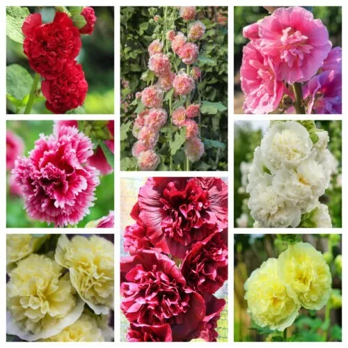 Fresh New Summer Carnival Hollyhock Double Mixed Colors Alcea Rosea Flower 50 Se - $13.00