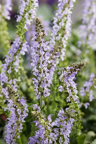 New Fresh 50 Crystal Blue Salvia Seeds Flower Seed Flowers - £10.16 GBP