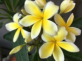 Hawaiian Yellow Plumeria Frangipani Plant 1 Cutting  - £20.77 GBP