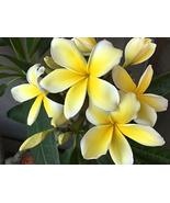 Hawaiian Yellow Plumeria Frangipani Plant 1 Cutting  - £20.53 GBP