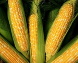 30 Seeds Peaches And Cream Sweet Corn Seeds Organic Heirloom Non Gmo Fre... - $8.99