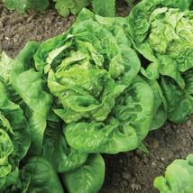 SEPT Little Gem Lettuce Seeds 600+ Mini Romaine Usa Seller - £4.41 GBP