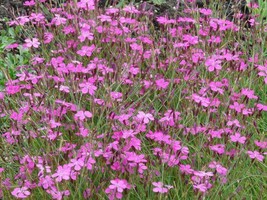 Semilir 545 Seeds Maiden Pinks Dianthus Deltoides Flower Fast Grow From US - $9.69