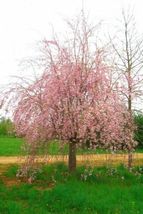 8 Stem Cuttings (unrooted) of Weeping Cherry Trees, For Propagation Cold Hardy - $74.99