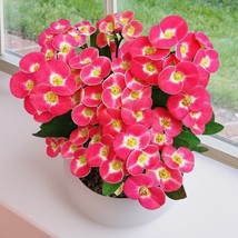 15 Seeds Crown Of Thorns Dwarf Pixie Party Flowers Fast US Shipping - $9.50