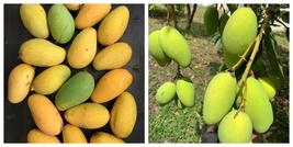 Grafted Lemon Meringue Mango Live Plant - $151.98