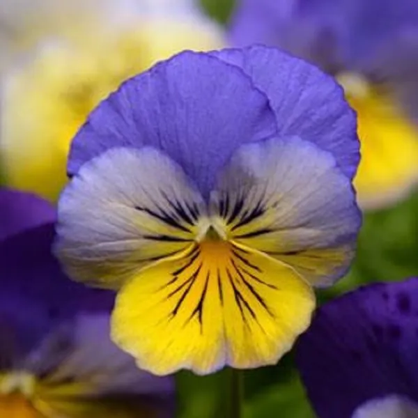 15 Pansy Seeds Cool Wave Morpho Trailing Pansy (Hanging Pansy) - £10.54 GBP