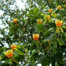 Tulip Tree Seedling 18-24 inches tall shipped bare root for free! - $29.65