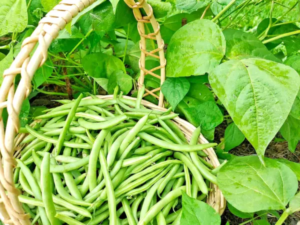 100 Green Bean Seeds, Bulk Jade Bush Bean For Planting, Fresh Garden - £8.59 GBP